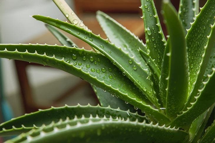 Rostlina aloe vera