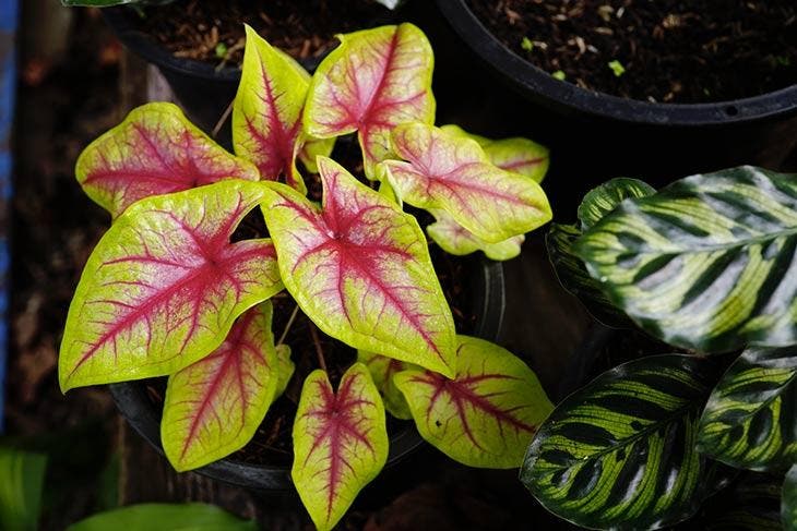 Rostlina caladium